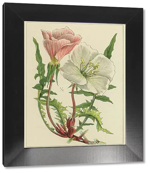 Old chromolithograph illustration of Botany, large-flowered evening-primrose or redsepal evening primrose (Oenothera teraxacifora)