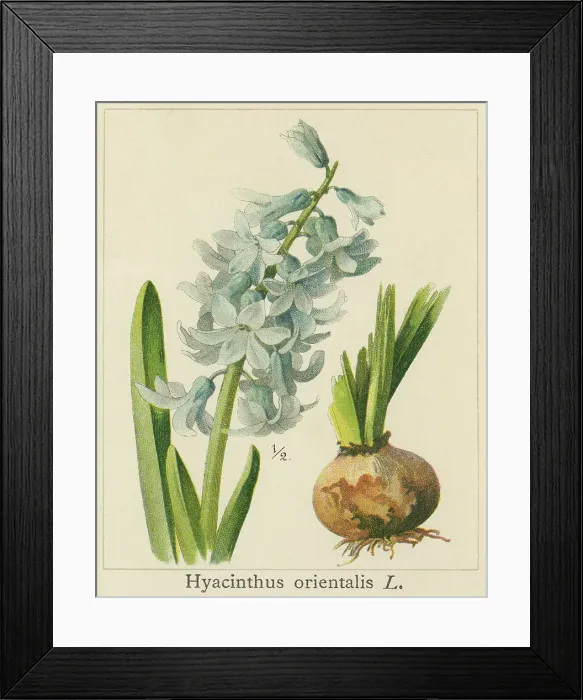 Framed Print : Old chromolithograph illustration of Botany, Hyacinthus, a genus of bulbous, spring-blooming perennials, fragrant flowering plants in the family Asparagaceae, subfamily Scilloideae and commonly called hyacinth (Hyacinthus orientalis L. ) Framed Print : Old chromolithograph illustration of Botany, Hyacinthus, a genus of bulbous, spring-blooming perennials, fragrant flowering plants in the family Asparagaceae, subfamily Scilloideae and commonly called hyacinth (Hyacinthus orientalis L. )