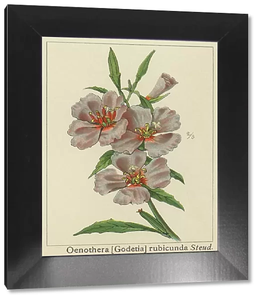 Old chromolithograph illustration of Botany, Ruby Chalice Clarkia or Farewell to Spring (Clarkia rubicunda)