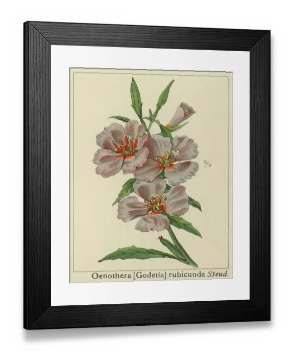 Framed Print : Old chromolithograph illustration of Botany, Ruby Chalice Clarkia or Farewell to Spring (Clarkia rubicunda) Framed Print : Old chromolithograph illustration of Botany, Ruby Chalice Clarkia or Farewell to Spring (Clarkia rubicunda)