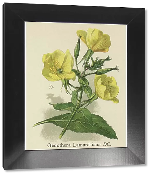 Old chromolithograph illustration of Botany, large-flowered evening-primrose or redsepal evening primrose (Oenothera glazioviana)