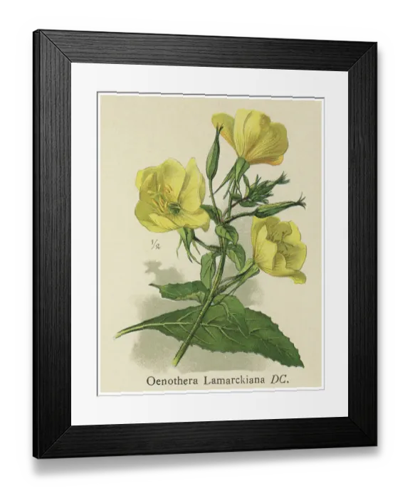 Framed Print : Old chromolithograph illustration of Botany, large-flowered evening-primrose or redsepal evening primrose (Oenothera glazioviana) Framed Print : Old chromolithograph illustration of Botany, large-flowered evening-primrose or redsepal evening primrose (Oenothera glazioviana)