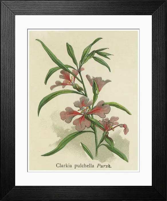 Framed Print : Old chromolithograph illustration of Botany, pinkfairies, ragged robin or deerhorn clarkia (Clarkia pulchella) Framed Print : Old chromolithograph illustration of Botany, pinkfairies, ragged robin or deerhorn clarkia (Clarkia pulchella)