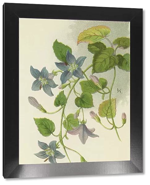 Old chromolithograph illustration of Botany, Adriatic bellflower (Campanula garganica)
