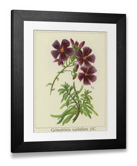 Framed Print : Old chromolithograph illustration of Botany, Calandrinia plant, a large genus of flowering plants known as purslanes and redmaids (Calandrinia umbellata) Framed Print : Old chromolithograph illustration of Botany, Calandrinia plant, a large genus of flowering plants known as purslanes and redmaids (Calandrinia umbellata)