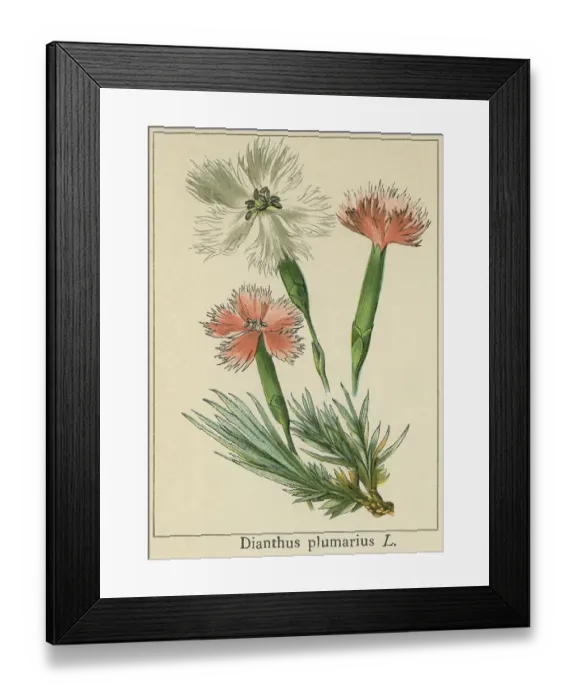 Framed Print : Old chromolithograph illustration of Botany, common pink, garden pink, wild pink (Dianthus plumarius) Framed Print : Old chromolithograph illustration of Botany, common pink, garden pink, wild pink (Dianthus plumarius)