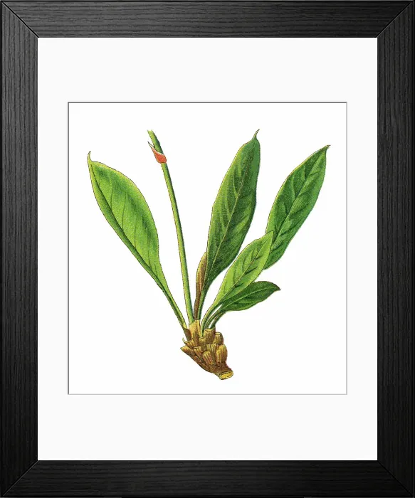 Framed Print : Old chromolithograph illustration of Botany, sea-lavender, statice, caspia or marsh-rosemary (Limonium tataricum) Framed Print : Old chromolithograph illustration of Botany, sea-lavender, statice, caspia or marsh-rosemary (Limonium tataricum)