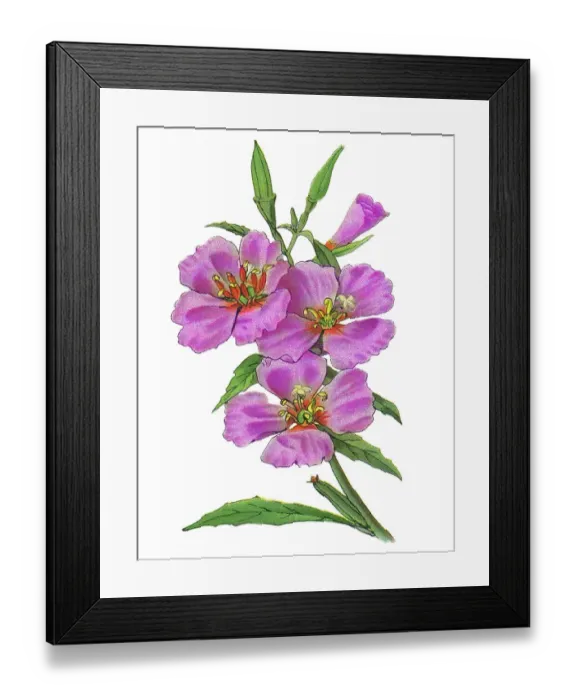 Framed Print : Old chromolithograph illustration of Botany, Ruby Chalice Clarkia or Farewell to Spring (Clarkia rubicunda)