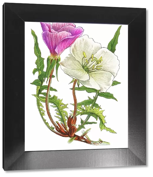 Old chromolithograph illustration of Botany, large-flowered evening-primrose or redsepal evening primrose (Oenothera teraxacifora)