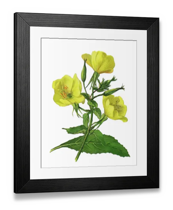 Framed Print : Old chromolithograph illustration of Botany, large-flowered evening-primrose or redsepal evening primrose (Oenothera glazioviana) Framed Print : Old chromolithograph illustration of Botany, large-flowered evening-primrose or redsepal evening primrose (Oenothera glazioviana)