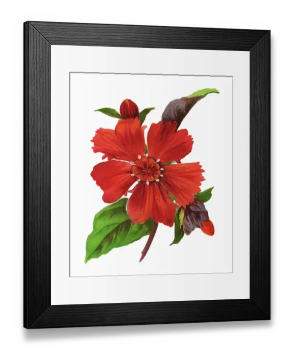 Framed Print : Old chromolithograph illustration of Botany, Lychnis --haageana, short lived perennial, clump forming Framed Print : Old chromolithograph illustration of Botany, Lychnis --haageana, short lived perennial, clump forming