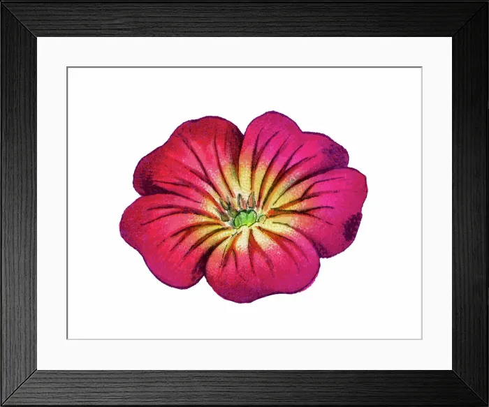Framed Print : Old chromolithograph illustration of Botany, the rose campion, dusty milleris mullein-pink or bloody Williama, flowering plant in the family Caryophyllaceae, native to Asia and Europe (Lychnis coronaria or Silene coronaria) Framed Print : Old chromolithograph illustration of Botany, the rose campion, dusty milleris mullein-pink or bloody Williama, flowering plant in the family Caryophyllaceae, native to Asia and Europe (Lychnis coronaria or Silene coronaria)