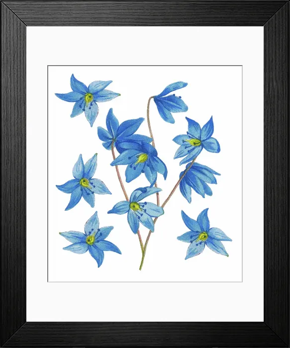 Framed Print : Old chromolithograph illustration of Botany, the Siberian squill or wood squill (Scilla siberica) Framed Print : Old chromolithograph illustration of Botany, the Siberian squill or wood squill (Scilla siberica)