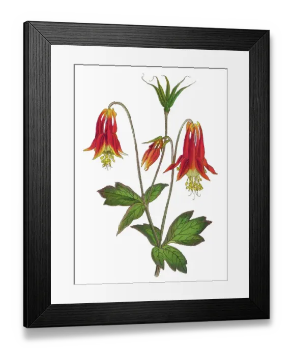 Framed Print : Old chromolithograph illustration of Botany, Canadian or Canada columbine, eastern red columbine, or wild columbine (Aquilegia canadensis) Framed Print : Old chromolithograph illustration of Botany, Canadian or Canada columbine, eastern red columbine, or wild columbine (Aquilegia canadensis)
