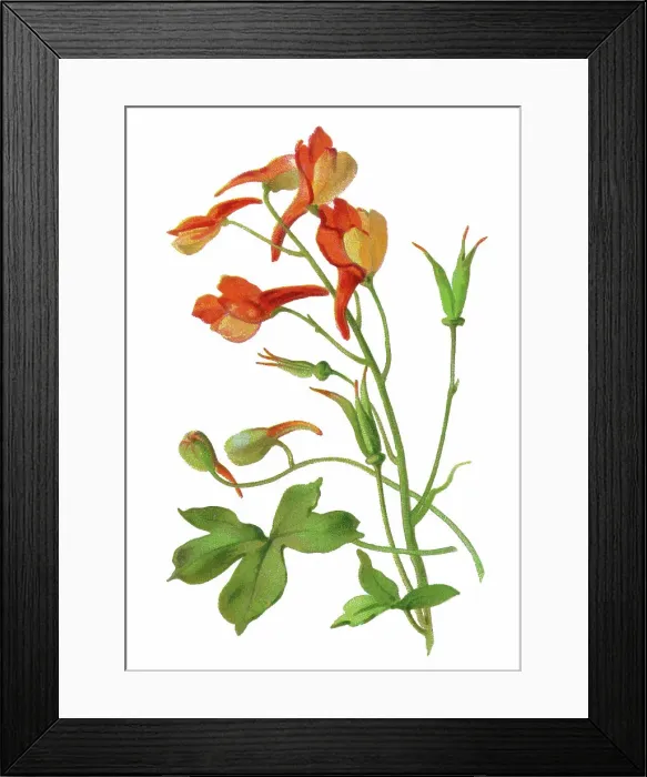 Framed Print : Old chromolithograph illustration of Botany, canyon larkspur, red larkspur, orange larkspur or canyon delphinium (Delphinium nudicaule)