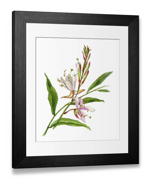 Framed Print : Old chromolithograph illustration of Botany, Lindheimer's beeblossom, white gaura, pink gaura, Lindheimer's clockweed or Indian feather (Oenothera lindheimeri) Framed Print : Old chromolithograph illustration of Botany, Lindheimer's beeblossom, white gaura, pink gaura, Lindheimer's clockweed or Indian feather (Oenothera lindheimeri)