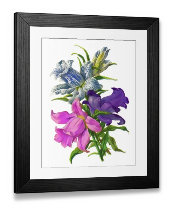 Framed Print : Old chromolithograph illustration of Botany, Canterbury bells (Campanula medium) Framed Print : Old chromolithograph illustration of Botany, Canterbury bells (Campanula medium)