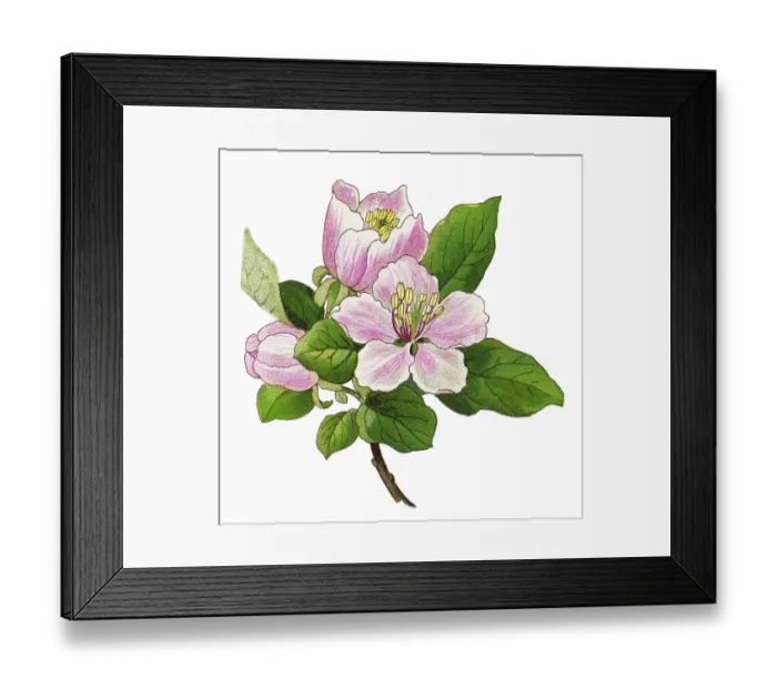 Framed Print : Old chromolithograph illustration of Botany - the quince (Cydonia oblonga), the sole member of the genus Cydonia in the Malinae subtribe (which also contains apples and pears, among other fruits) of the Rosaceae family Framed Print : Old chromolithograph illustration of Botany - the quince (Cydonia oblonga), the sole member of the genus Cydonia in the Malinae subtribe (which also contains apples and pears, among other fruits) of the Rosaceae family