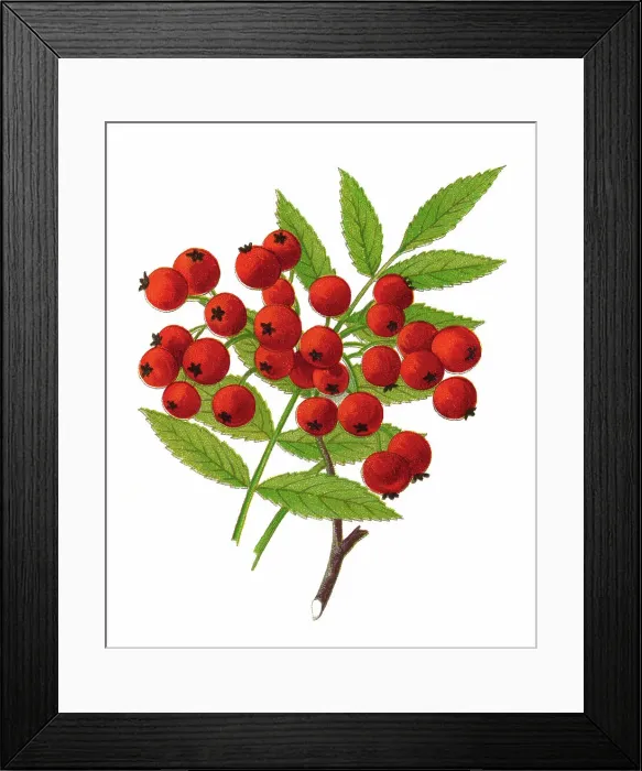 Framed Print : Old chromolithograph illustration of rowan tree or mountain-ash (Sorbus aucuparia) Framed Print : Old chromolithograph illustration of rowan tree or mountain-ash (Sorbus aucuparia)