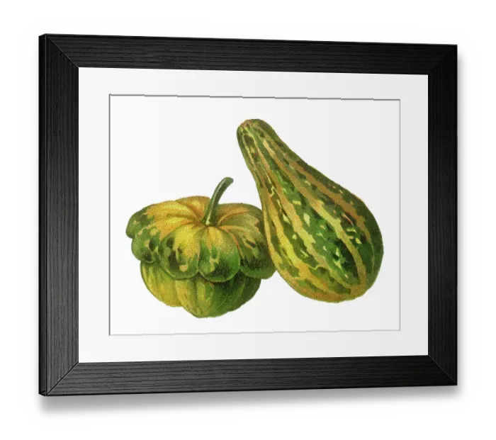 Framed Print : Old chromolithograph illustration of Cucurbita maxima and winter squash or pumpkin (Cucurbita pepo) Framed Print : Old chromolithograph illustration of Cucurbita maxima and winter squash or pumpkin (Cucurbita pepo)