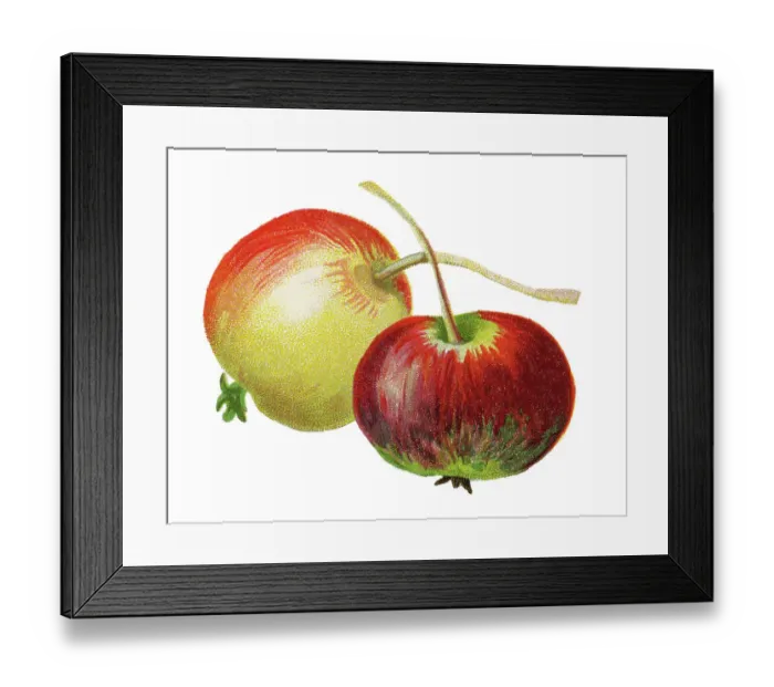 Framed Print : Old chromolithograph illustration of a species of crabapple tree known by the common names plumleaf crab apple, plum-leaved apple, pear-leaf crabapple, Chinese apple and Chinese crabapple (Malus prunifolia or Pirus prunifolia) Framed Print : Old chromolithograph illustration of a species of crabapple tree known by the common names plumleaf crab apple, plum-leaved apple, pear-leaf crabapple, Chinese apple and Chinese crabapple (Malus prunifolia or Pirus prunifolia)
