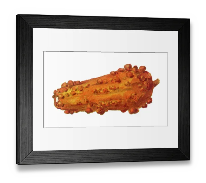 Framed Print : Old chromolithograph illustration of winter squash or pumpkin (Cucurbita pepo) Framed Print : Old chromolithograph illustration of winter squash or pumpkin (Cucurbita pepo)