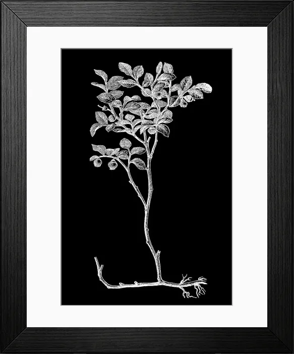 Framed Print : Old engraved illustration of Botany, Vaccinium myrtillus or European blueberry Framed Print : Old engraved illustration of Botany, Vaccinium myrtillus or European blueberry