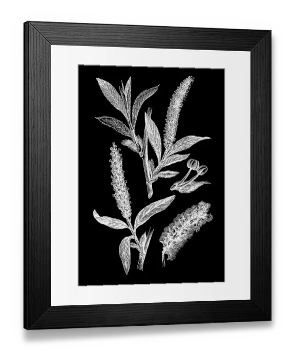 Framed Print : Old engraved illustration of white willow (Salix alba) Framed Print : Old engraved illustration of white willow (Salix alba)