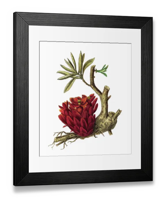 Framed Print : Old chromolithograph illustration of Parasitic plant - parasitic plant in the family Cytinaceae (Cytinus Hypocistis) Framed Print : Old chromolithograph illustration of Parasitic plant - parasitic plant in the family Cytinaceae (Cytinus Hypocistis)