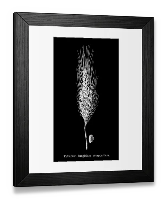 Framed Print : Old engraved illustration of Cone Wheat (Triticum turgidum compositum) Framed Print : Old engraved illustration of Cone Wheat (Triticum turgidum compositum)