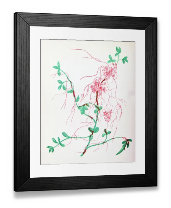 Framed Print : Antique botany illustration of wild flowers: Lesser Dodder, Cuscuta Epithymum Framed Print : Antique botany illustration of wild flowers: Lesser Dodder, Cuscuta Epithymum