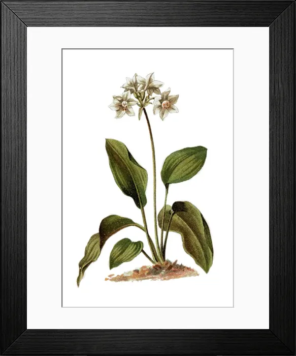 Framed Print : Amazon Lily (Eucharis amazonica) Framed Print : Amazon Lily (Eucharis amazonica)