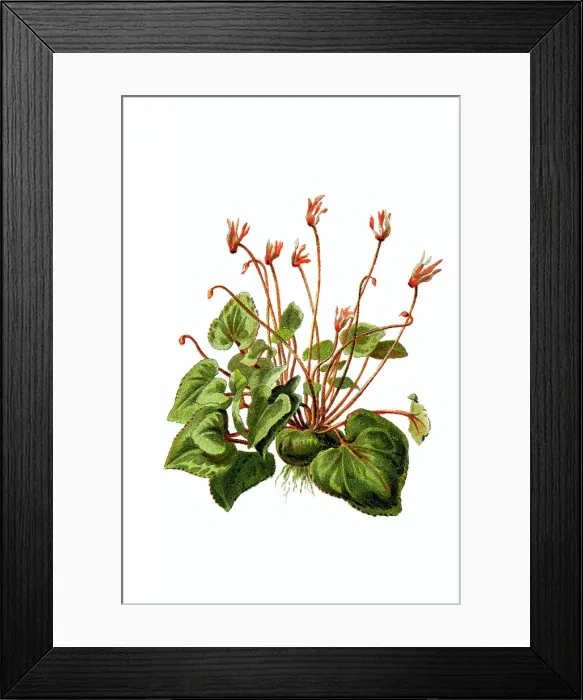 Framed Print : Cyclamen, Milkwort, Chickweed, Wintergreen Framed Print : Cyclamen, Milkwort, Chickweed, Wintergreen