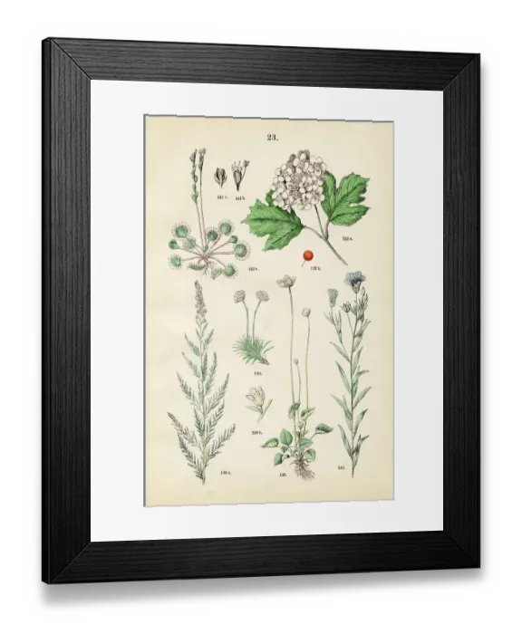 Framed Print : European cranberry bush, salt cedar, grass of Parnassus, sea thrift, round leaf sundew, flaxseed - Botanical illustration 1883 Framed Print : European cranberry bush, salt cedar, grass of Parnassus, sea thrift, round leaf sundew, flaxseed - Botanical illustration 1883