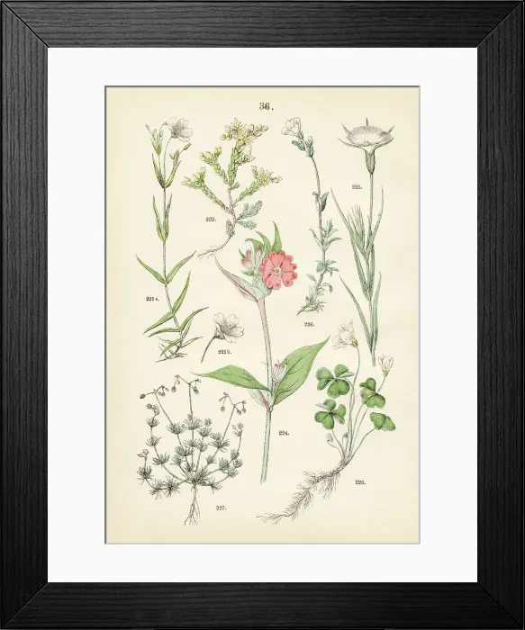 Framed Print : Greater stitchwort, gold moss stonecrop, wood sorrel, rose campion, corn-cockle, field chickweed, corn spurry - Botanical illustration 1883 Framed Print : Greater stitchwort, gold moss stonecrop, wood sorrel, rose campion, corn-cockle, field chickweed, corn spurry - Botanical illustration 1883