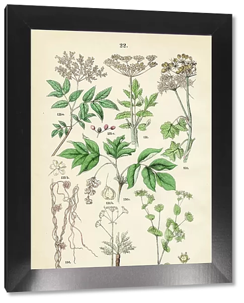 Hogweed, Wild parsnip, asafetida, green gold, european dodder, elderberry, european bladdernut - Botanical illustration 1883