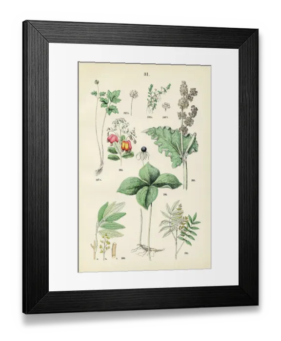Framed Print : True lover's knot, musk root, water wort, bay laurel, cashew nut, sumac, chinese rhubarb - Botanical illustration 1883 Framed Print : True lover's knot, musk root, water wort, bay laurel, cashew nut, sumac, chinese rhubarb - Botanical illustration 1883