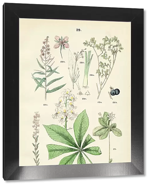 Water plantain, horse chestnut, arctic starflower, alpine blueberry, heath, fireweed - Botanical illustration 1883