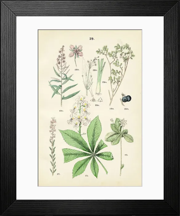Framed Print : Water plantain, horse chestnut, arctic starflower, alpine blueberry, heath, fireweed - Botanical illustration 1883 Framed Print : Water plantain, horse chestnut, arctic starflower, alpine blueberry, heath, fireweed - Botanical illustration 1883
