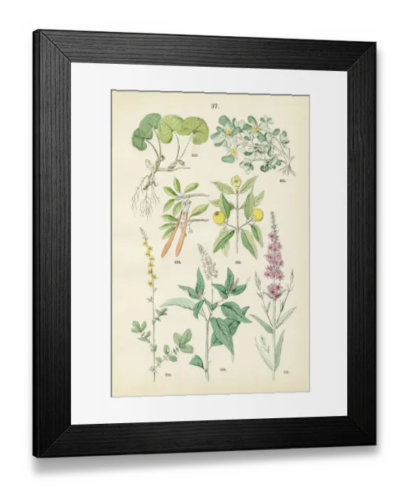 Framed Print : Poreweed, wild ginger, purslane, purple lythrum, mangosteen, red mangrove, sticklewort - Botanical illustration 1883 Framed Print : Poreweed, wild ginger, purslane, purple lythrum, mangosteen, red mangrove, sticklewort - Botanical illustration 1883