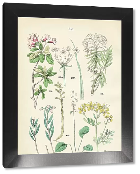 Flowering rush, bog rosemary, labrador tea, hairy alpenrose, round-leaved wintergreen, pinesap, rue - Botanical illustration 1883
