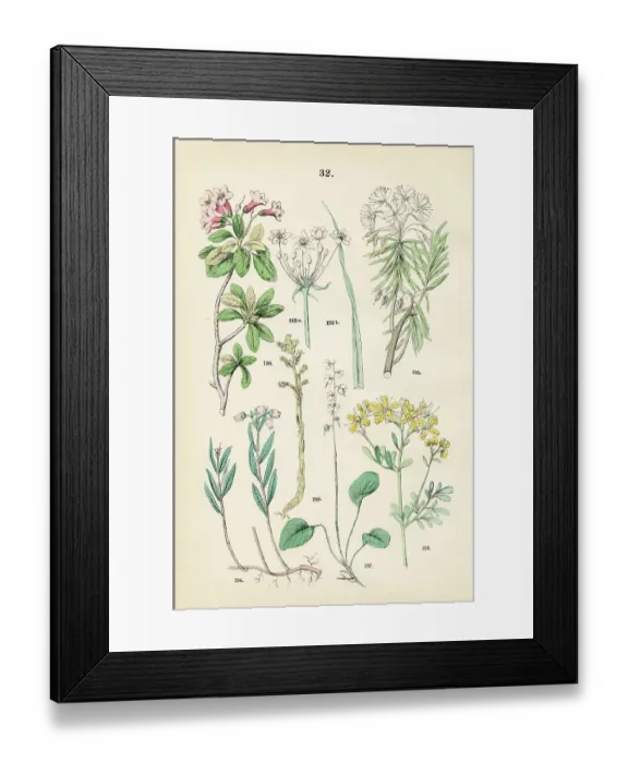 Framed Print : Flowering rush, bog rosemary, labrador tea, hairy alpenrose, round-leaved wintergreen, pinesap, rue - Botanical illustration 1883 Framed Print : Flowering rush, bog rosemary, labrador tea, hairy alpenrose, round-leaved wintergreen, pinesap, rue - Botanical illustration 1883