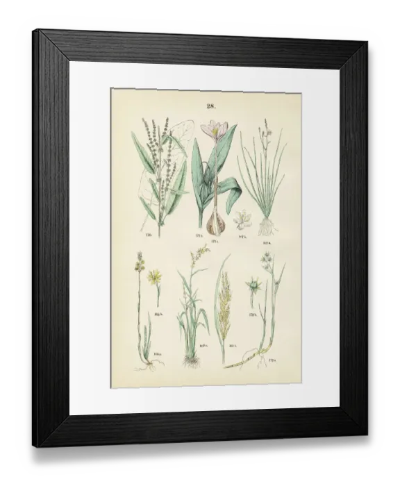 Framed Print : Branched asphodel, bog asphodel, rice, sorrel, autumn crocus, pod grass - Botanical illustration 1883 Framed Print : Branched asphodel, bog asphodel, rice, sorrel, autumn crocus, pod grass - Botanical illustration 1883