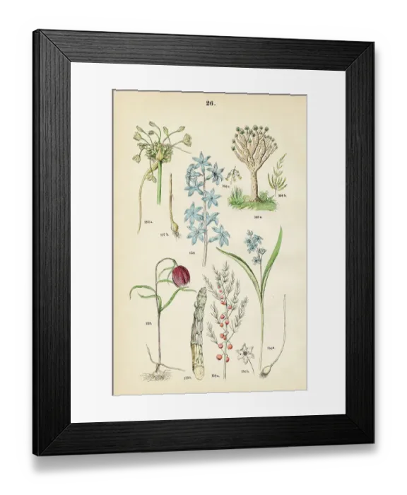 Framed Print : Checkered lily, alpine squill, field garlic, dutch hyacinth, garden asparagus, dragon tree - Botanical illustration 1883 Framed Print : Checkered lily, alpine squill, field garlic, dutch hyacinth, garden asparagus, dragon tree - Botanical illustration 1883
