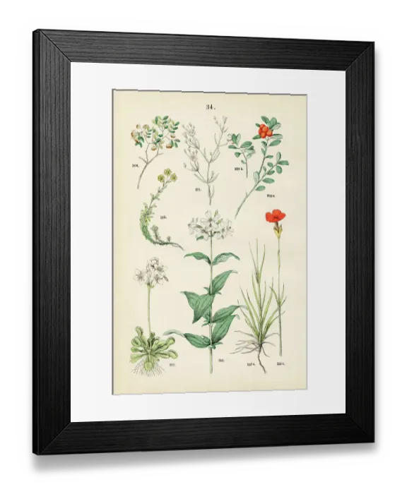 Framed Print : Venus fly trap, lignum vitae, kinnikinnick, cartusian pink, low baby's-breath, soapwort, yellow mountain saxifrage - Botanical illustration 1883 Framed Print : Venus fly trap, lignum vitae, kinnikinnick, cartusian pink, low baby's-breath, soapwort, yellow mountain saxifrage - Botanical illustration 1883