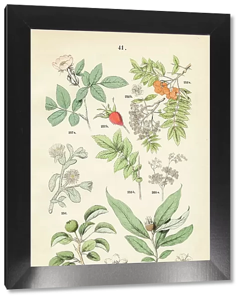 Rowan, pear, medlar, meadowsweet, ice plant, downy-rose - Botanical illustration 1883
