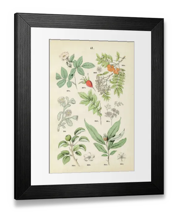 Framed Print : Rowan, pear, medlar, meadowsweet, ice plant, downy-rose - Botanical illustration 1883 Framed Print : Rowan, pear, medlar, meadowsweet, ice plant, downy-rose - Botanical illustration 1883