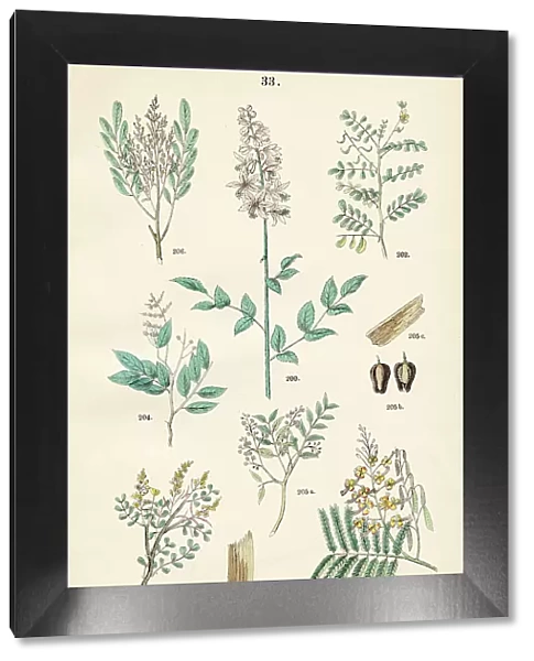 Dittany, peacock flower, sharp-leaved senna, bloodwood tree, copaiba, mahogany, bitterwood - Botanical illustration 1883