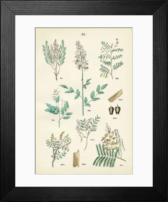 Framed Print : Dittany, peacock flower, sharp-leaved senna, bloodwood tree, copaiba, mahogany, bitterwood - Botanical illustration 1883 Framed Print : Dittany, peacock flower, sharp-leaved senna, bloodwood tree, copaiba, mahogany, bitterwood - Botanical illustration 1883