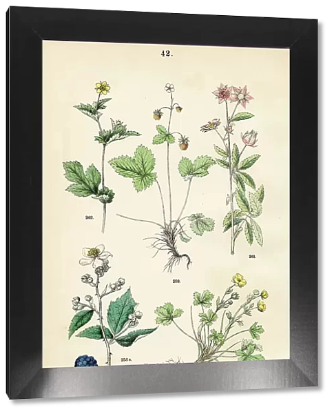 Blackberry, woodland strawberry, spring cinquefoil, purple marshlocks, wood avens - Botanical illustration 1883